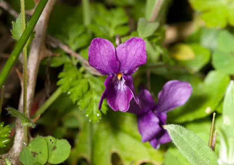 Pianta laziale 3 - Viola sp.